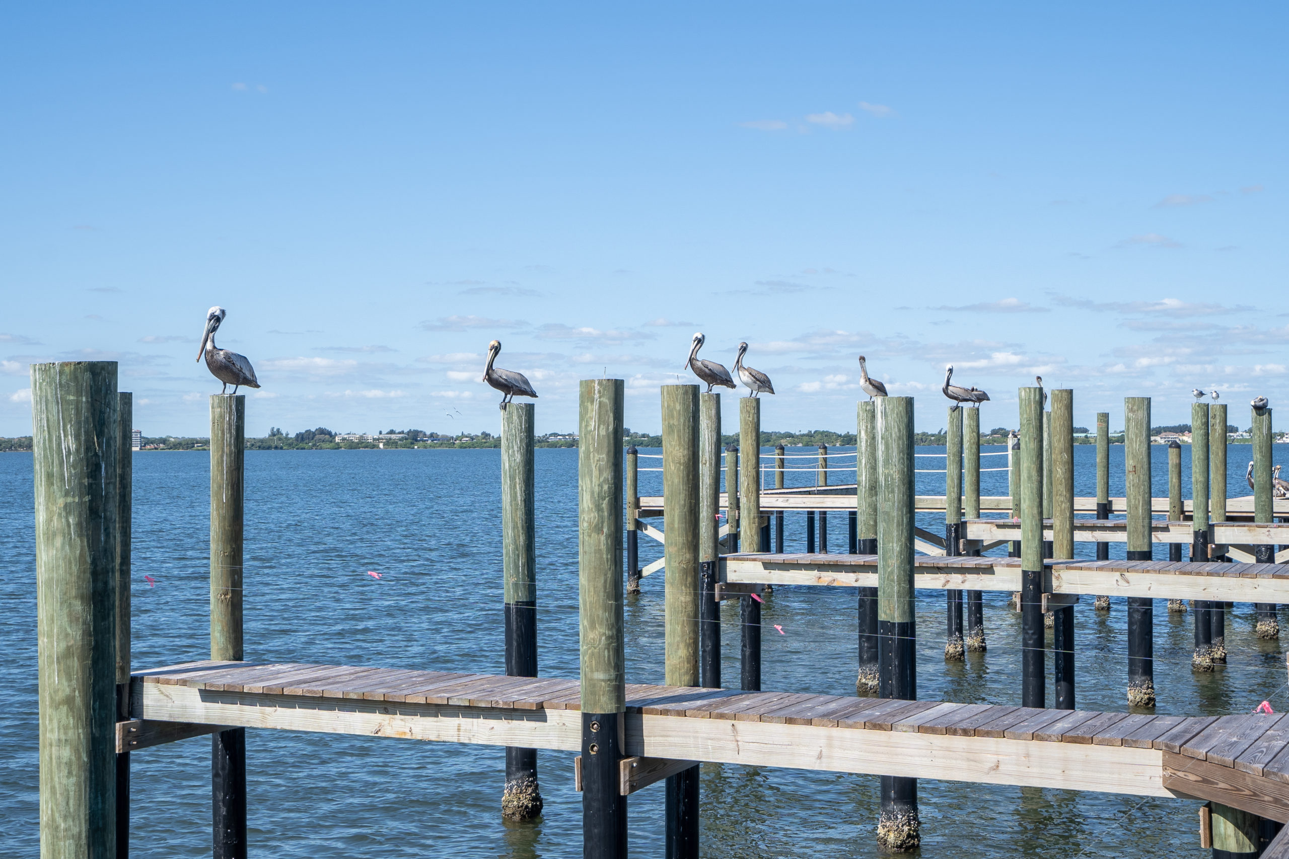 pelicans on the dock at riverfront condos harbor island beach club